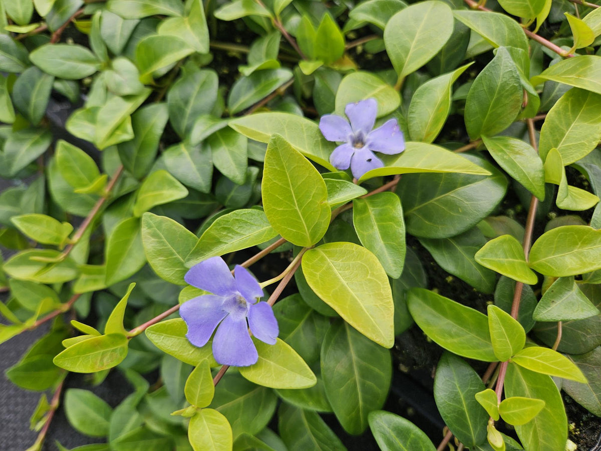 60x Vinca minor 'La Grave' - ↕10-25cm - Ø9cm