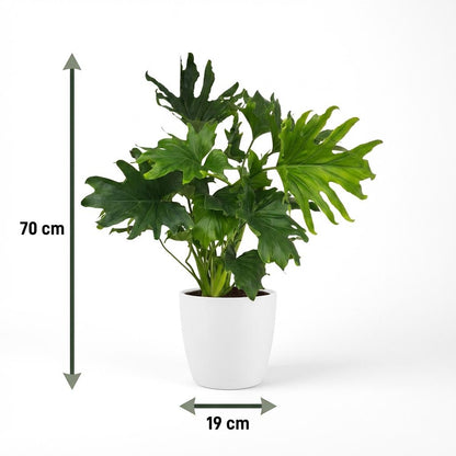 Kamerplant - Philodendron - Philodendron Lickety split - Groen - Weinig onderhoud - 1 Plant - met Potter Wit - Pot 19cm - Hoogte 70cm